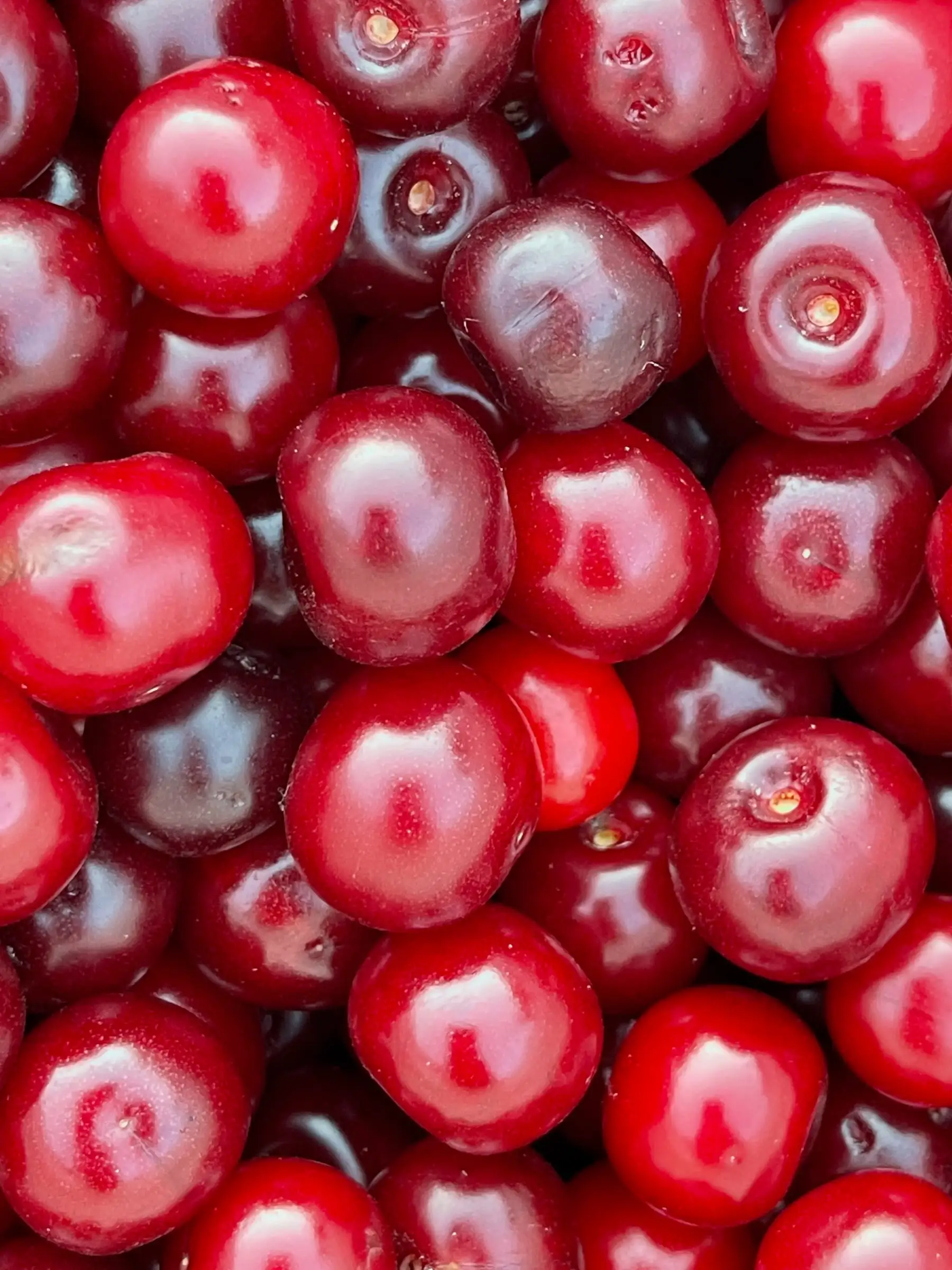 Visciole mature appena raccolte, rosse e lucide